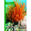 Echinoderms