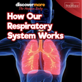 How Our Respiratory System Works