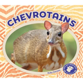 Chevrotains