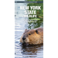 New York State Wildlife: A Folding Pocket Guide to Familiar Animals