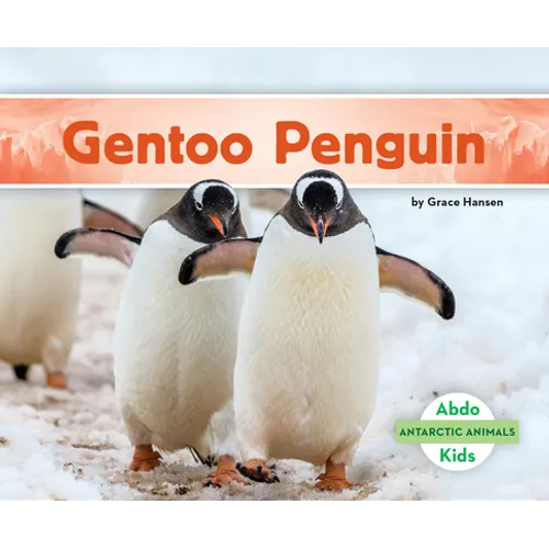 Gentoo Penguin
