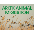 Arctic Animal Migration: English Edition