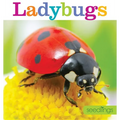Seedlings: Ladybugs