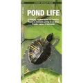 Pond Life: An Introduction to Familiar Plants and Animals Living in or Near Ponds, Lakes and Wetlands