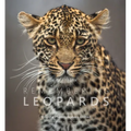 Remembering Leopards