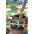 Indigenous Modernities in South America