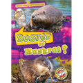 Beaver or Muskrat?