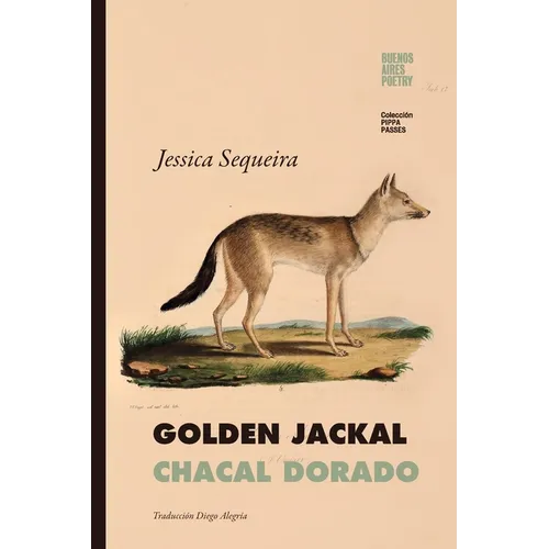 Golden Jackal / Chacal Dorado