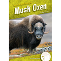 Musk Oxen