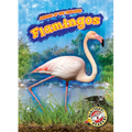 Flamingos