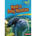 Meet a Baby Manatee