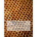 Beekeeping In The South: A Handbook on Seasons, Methods and Honey Flora of the Fifteen Southern States