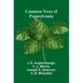 Common Trees Of Pennsylvania