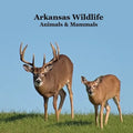 Arkansas Animals and Mammals Kids Wildlife Book: Excellent Wildlife Book about Animals and Mammals in Arkansas