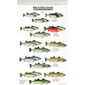 Mac's Field Guides: North American Salmon & Trout