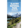 Glacier National Park Wildlife: A Folding Pocket Guide to Native & Familiar Species