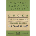 Ducks and Duck Breeding