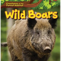 Wild Boars