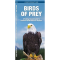Birds of Prey: An Introduction to Familiar North American Species