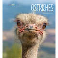 Ostriches