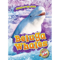 Beluga Whales