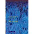 Amerasia