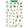 Mac's Field Guides: Northeast Park & Backyard Birds