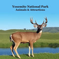 Yosemite National Park Animals & Attractions Kids Book: Great Way for Kids to See the Animals and Attractions in Yosemite National Park