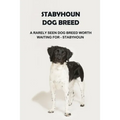 Stabyhoun Dog Breed: A Rarely Seen Dog Breed Worth Waiting for - Stabyhoun: Stabyhoun Dog Breed Information, Photos, Traits and Facts