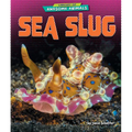 Sea Slug