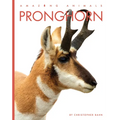 Pronghorn