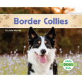 Border Collies