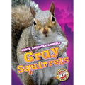 Gray Squirrels