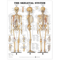 The Skeletal System Anatomical Chart