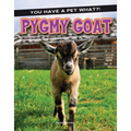 Pygmy Goat