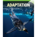 Adaptation
