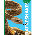 Curious about Rattlesnakes