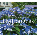 Lovely Lacecap Hydrangeas: Elegant Accents for the Home Garden