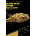 Figure eight puffer: From Novice to Expert. Comprehensive Aquarium Fish Guide