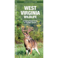 West Virginia Wildlife: An Introduction to Familiar Species