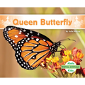 Queen Butterfly