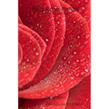Red Rose Petals - A Poetry Collection