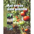 Así Crece Una Planta