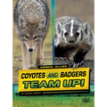 Coyotes and Badgers Team Up!