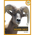 Bighorn Sheep
