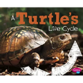 A Turtle's Life Cycle