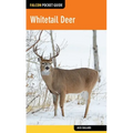 Whitetail Deer
