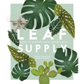 Leaf Supply: A Guide to Keeping Happy House Plants