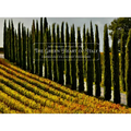 The Green Heart of Italy