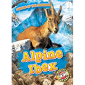 Alpine Ibex
